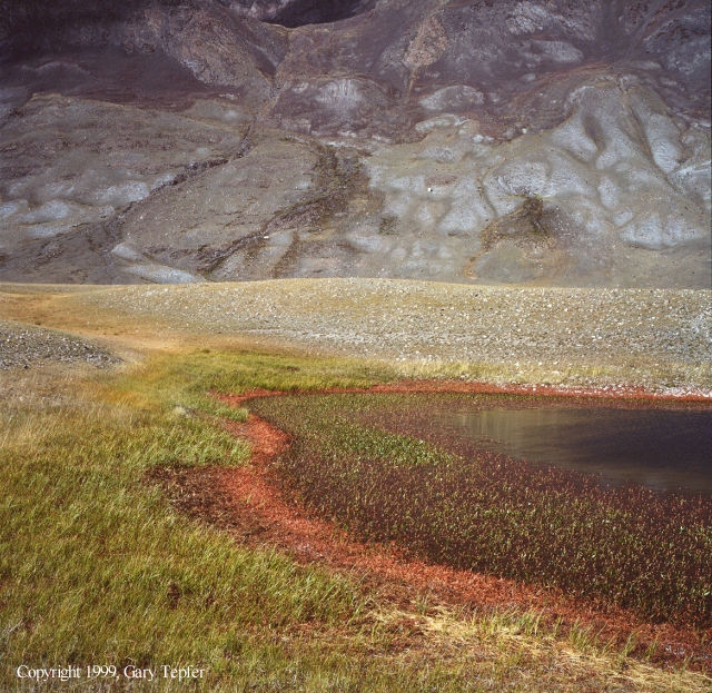Red Grasses, Tsagaan Gol