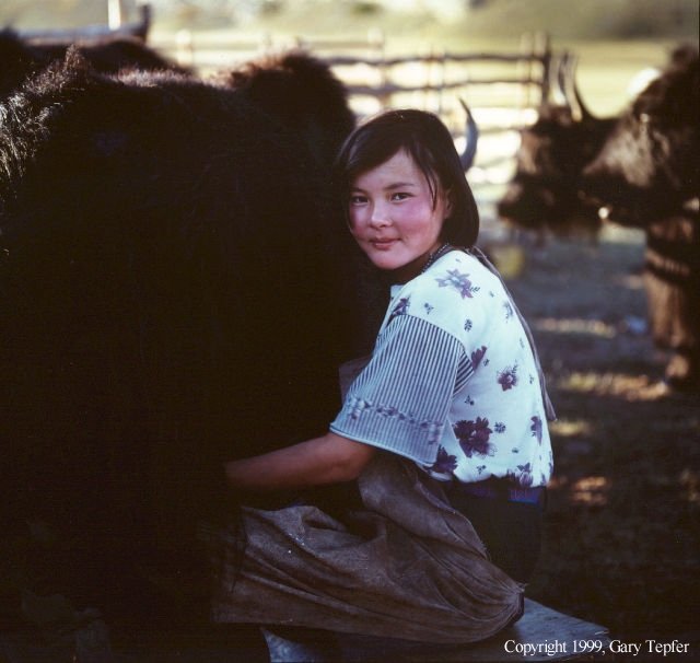 Girl Milking Yak, Altay Mtns.