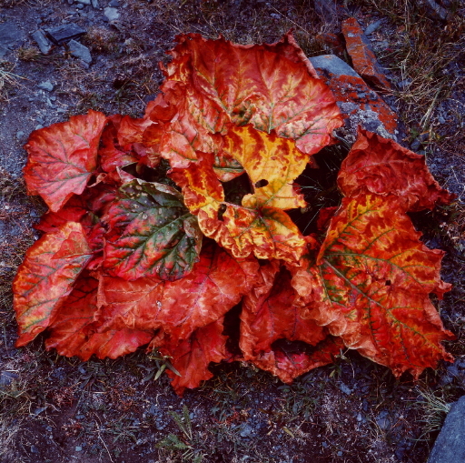 Wild Rhubarb