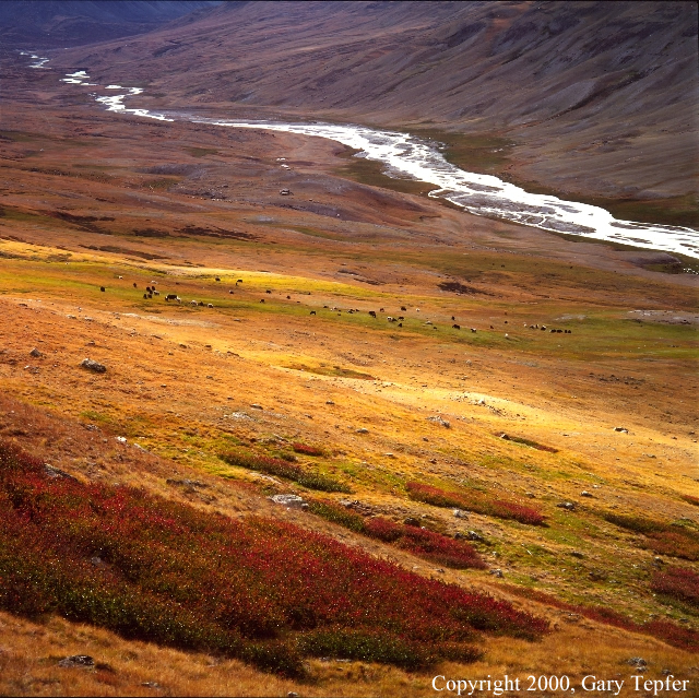 High Pasture, Tsagaan Gol