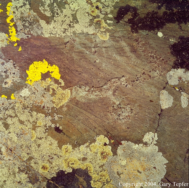 Horse Petroglyph, Har Salaa