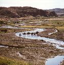 Camel Caravan, Tell River