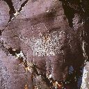 Child on Yak, Petroglyph