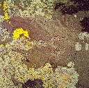 Horse Petroglyph, Har Salaa