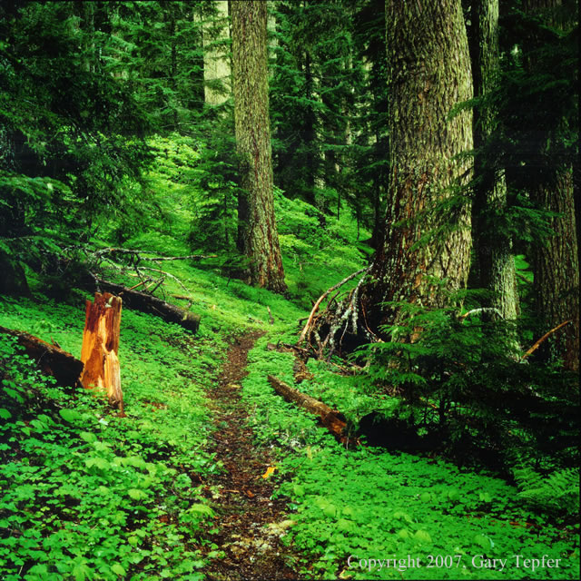 Forest Path, Patterson Mountain