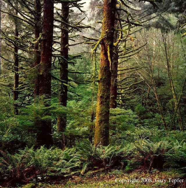 Forest at Sitka, Cascade Head