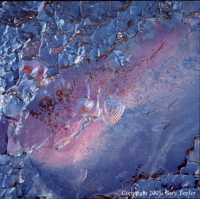 Fossil Impression, Ono Beach
