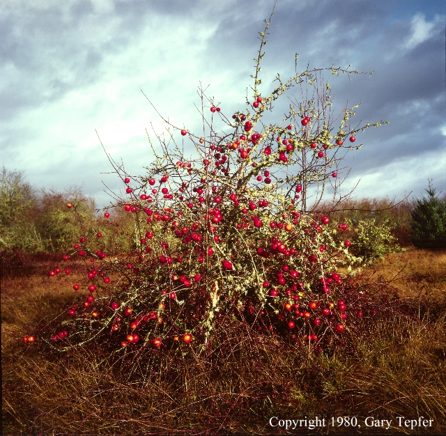 Winter Apple Tree, Gibson Island