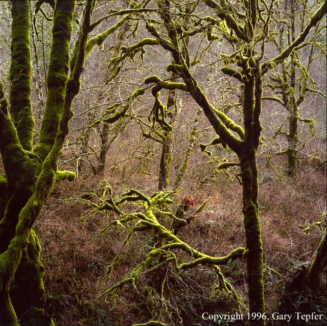Maple Tree, Ten Mile Creek