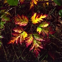 Blackberry Vine, Siuslaw River