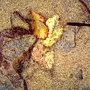 Alder Leaves, Cascade Head