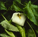 Calla Lily, Hendrick's Park