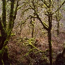 Maples Tree, Ten Mile Creek