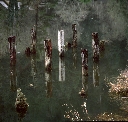 Pilings, Siuslaw River