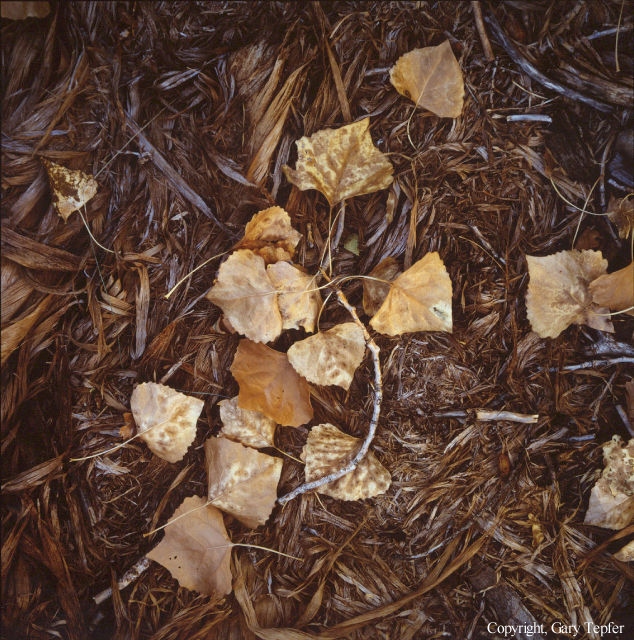 Cottonwood Twig, Canyon del Muerto