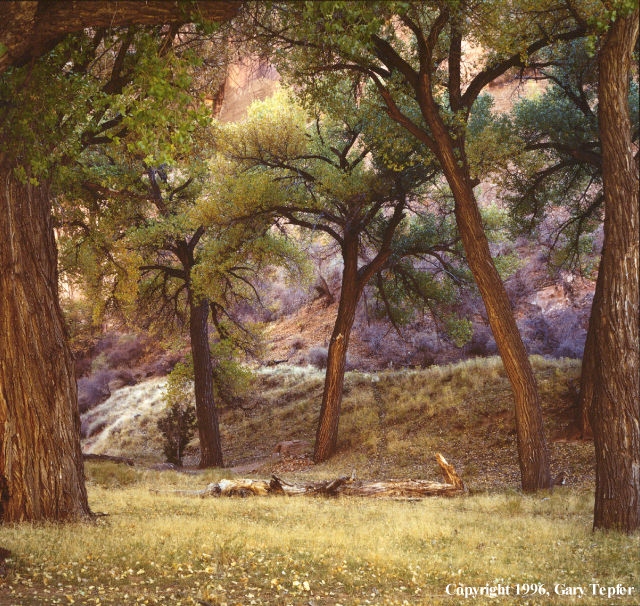 Cottonwood Grove, Canyon de Muerto