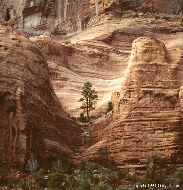 Pinetree, Sandstone, Canyon de Chelly