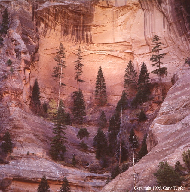 Fir Trees, Canyon de Chelly