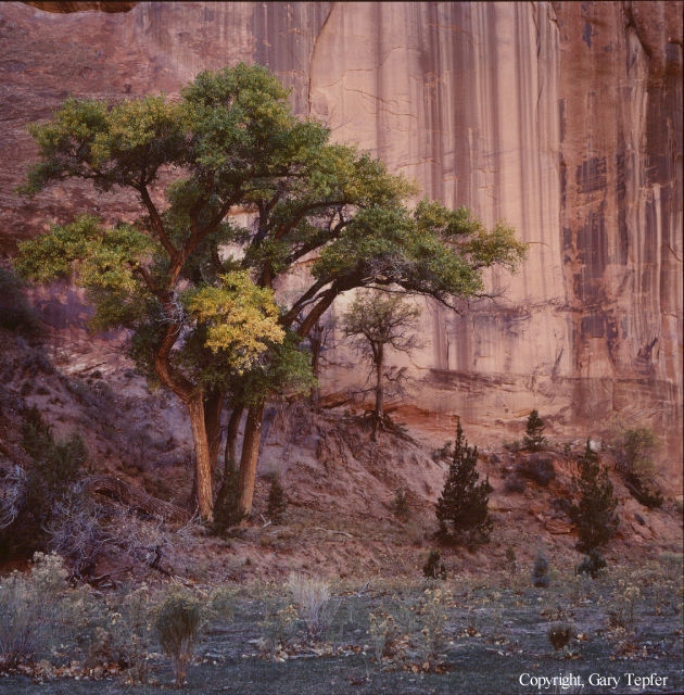Cottonwood Tree, Canyon del Muerto