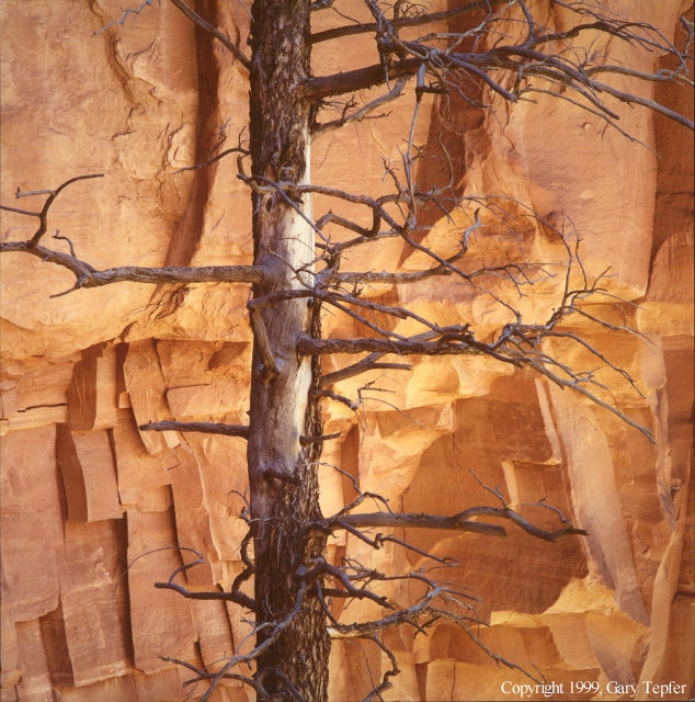 Pine Snag, Sandstone, Monument Canyon
