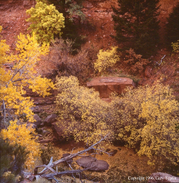 Wild Cherry Canyon