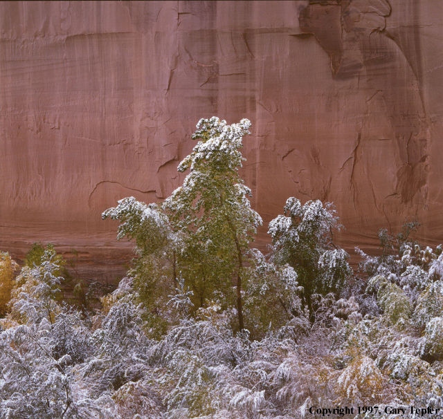 Fresh Snow, Cottonwood Trees, Canyon de Chelly