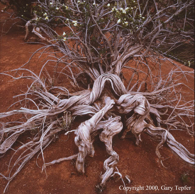 Cliffrose, Four Corners