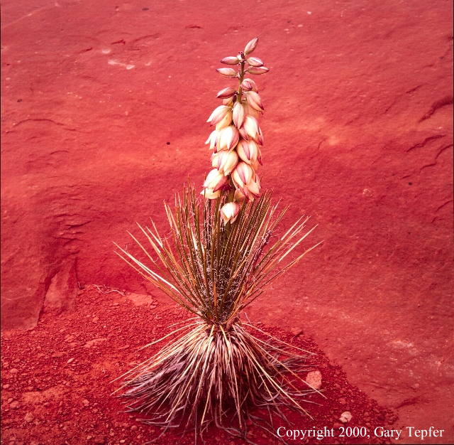 Yucca in Flower, Prayer Rock