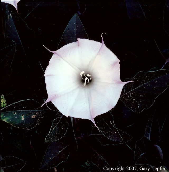 Datura, Black Rock Canyon