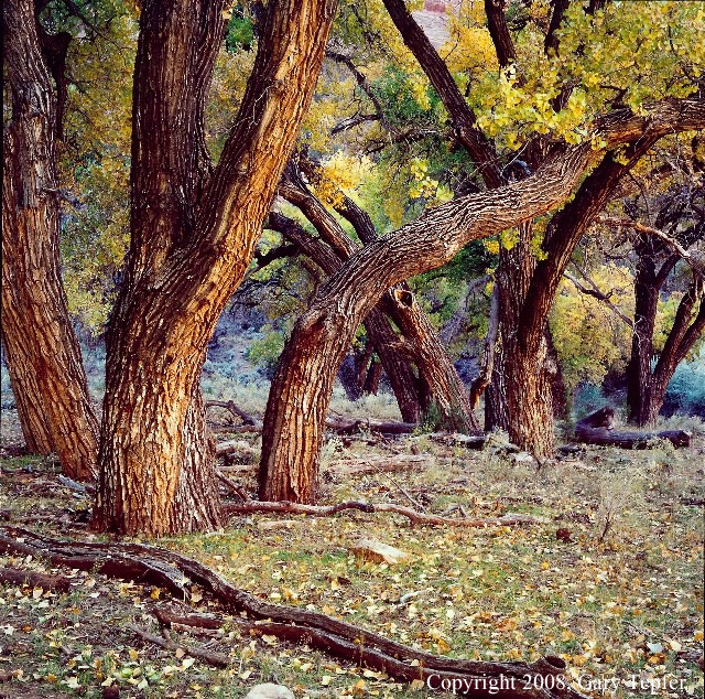 Cottonwood Trees, Canyon de Chelly