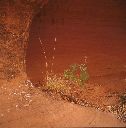 Grasses and Sandstone, Wild Cherry Canyon