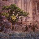 Cottonwood Tree, Canyon del Muerto