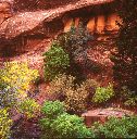 Trees in Wild Cherry Canyon