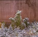 Fresh Snow, Cottonwood Trees, Canyon de Chelly