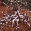 Cliffrose, Four Corners