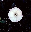 Datura, Black Rock Canyon