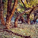 Cottonwood Trees, Canyon de Chelly